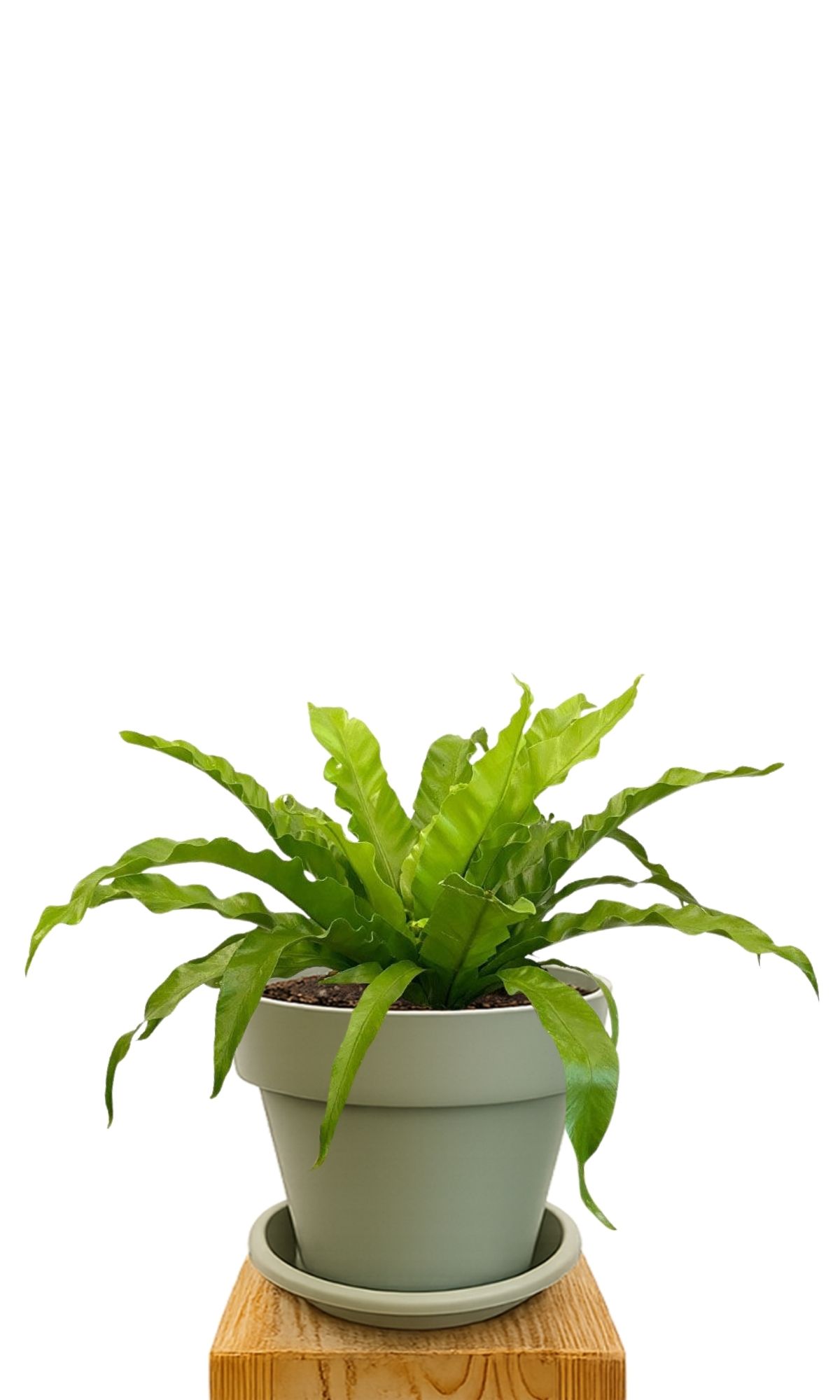 Kit de plantation 30 Vert